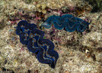 Bivalves