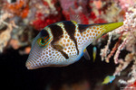 Tetraodontidae