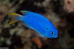 Ovalentaria