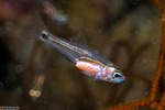Apogoninae