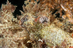 Stolidobranchia