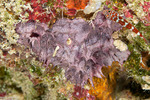 Chelonaplysilla