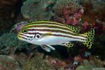 Plectorhinchinae