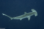 Sphyrna