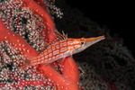 Centrarchiformes
