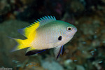 Ovalentaria