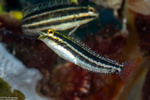 Blenniiformes