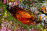 Bivalves