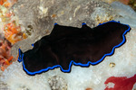 Pseudocerotidae