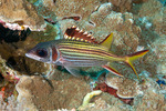 Holocentridae