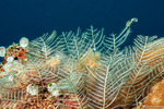 Leptothecata