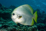 Ephippidae