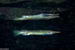 Beloniformes