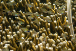 Apogonidae