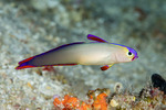 Microdesmidae