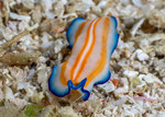 Rhabditophora