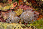 Stony Corals