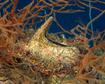 Mollusca