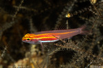 Gobies