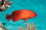 Serranidae