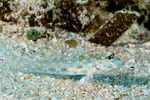 Gobiidae