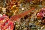 Gobiiformes