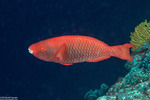 Scaridae