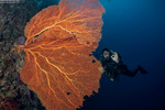 Octocorals