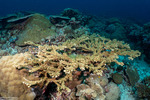 Acropora