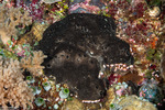Thorectidae