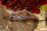 Apogonidae