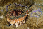 Neogastropoda