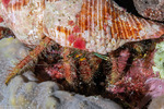 Aniculus