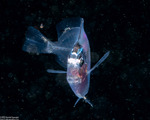 Acanthurus