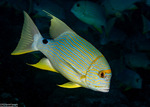 Symphorichthys