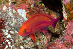 Perciformes