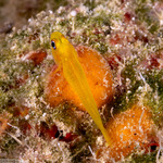 Gobiiformes