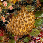 Cnidarians