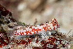 Callionymidae