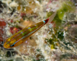 Gobiiformes