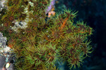 Stony Corals