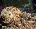 Calcinidae