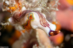 Cotylea