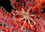 Crabs