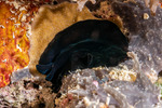 Rhabditophora