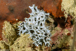 Chelonaplysilla