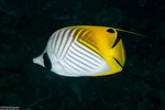 Acanthuriformes