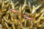 Eviota