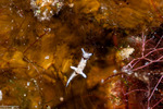 Onchidoridoidea
