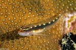 Gobiiformes
